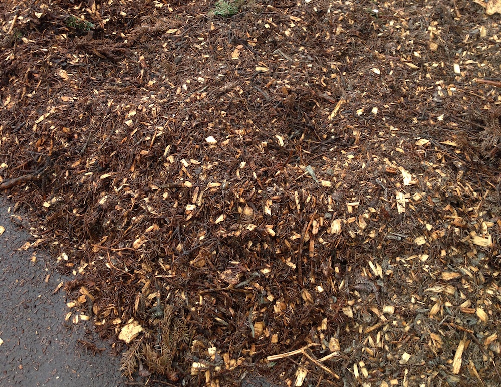 Brown wood chips with leaves and fir needles