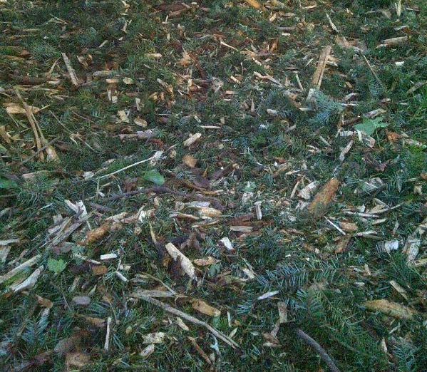 Wood chips with fir needles