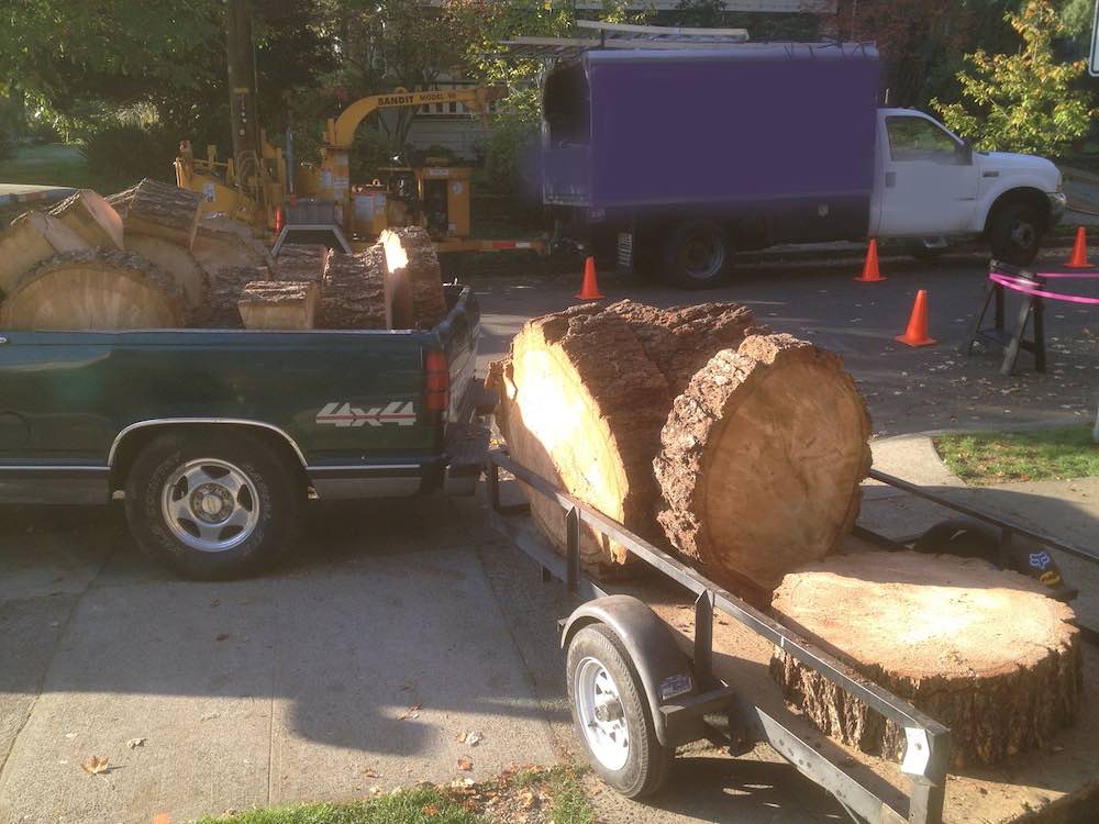 Large Doug Fir Logs