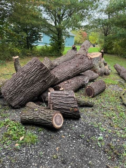 Large Doug Fir Logs