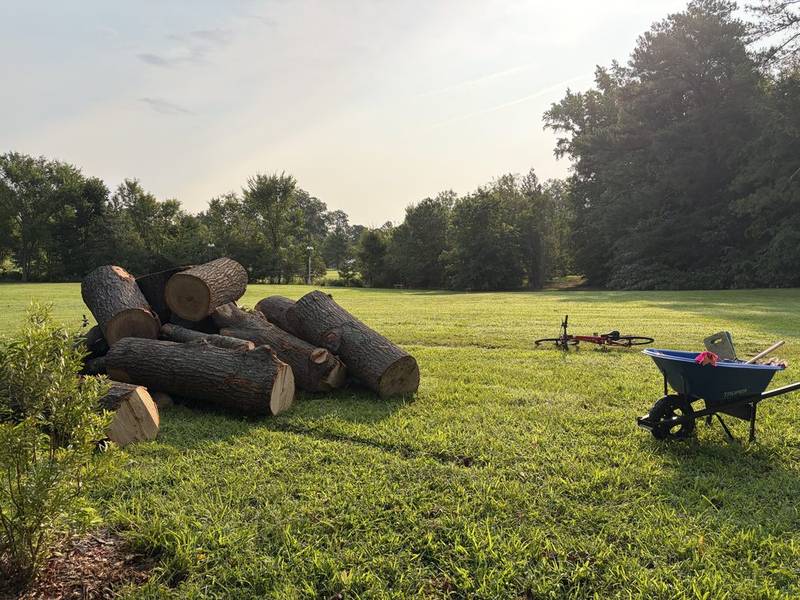 Large logs with wheelbarrow